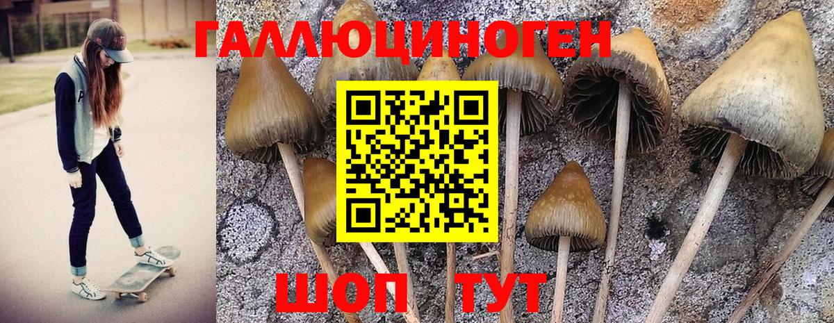 что такое наркотик  Псилоцибиновые грибы GOLDEN TEACHER  Лениногорск  Вход с VPN  Галлюциногенные грибы прущие грибы 